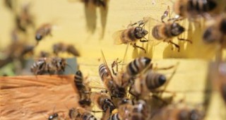 Одобрени са 1720 заявления за подпомагане през 2014 г. по пчеларската програма