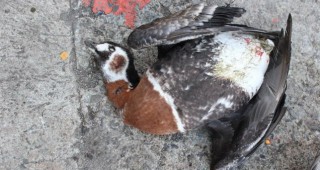 Застрашени видове птици умряха след сблъсък с далекопровод