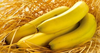 Откритие може да подобри сортове банани, резистентни към паразити