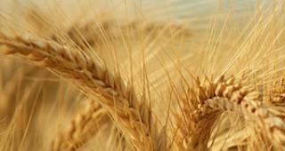 Средният добив от пшеница в община Добричка е 568 кг от декар