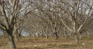 59 орехови дървета са изсечени във великотърновското с. Родина