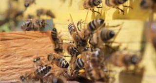 Пчелари: Зимната суша може да предизвика слаба година