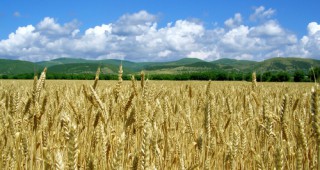 Производството на зърно в Европа може да достигне 316 млн. т през 2023 г.