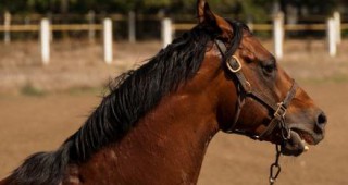 В планински села от Северозападна България коне унищожават ливади и земеделски насаждения