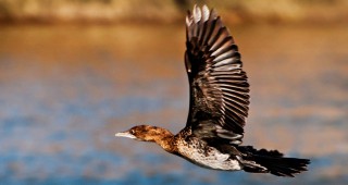 Обстрел на смесени ята птици по река Дунав