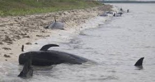Делфини гринда са загинали край бреговете на американския щат Флорида