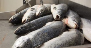 Уловът на риба в Турция преживява рязък спад