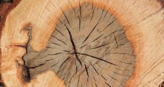 Формирането на цените на засегната от съхнене дървесина се променя