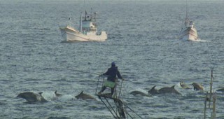 В Япония продължават да ловят делфини