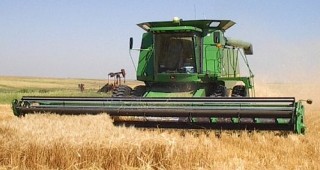 60 % от засетите площи с пшеница вече са ожънати
