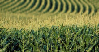 Брюксел отлага решението за ГМО царевица