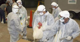 Масово избиване на 20 000 пилета заради H7N9 в Хонконг