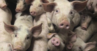 Литва планира да унищожи 90% от свинете в страната