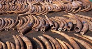 Почти 1,7 тона слонова кост са конфискувани в Того