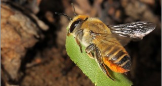 Диви пчели в Торонто строят кошерите си с пластмаса и найлон