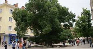 Старият бряст на Сливен се състезава за Европейско дърво на годината