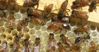В Царево ще се проведе VI международен фестивал на мановия мед
