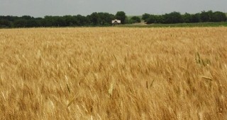 Ожънати са 70% от площите с пшеница в региона на Силистра