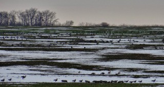 Броят на гъските, зимуващи в езерата на Бургас, достигна почти сто хиляди
