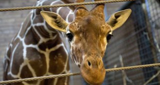 В зоологическа градина в Копенхаген беше умъртвен млад и здрав жираф поради липса на място