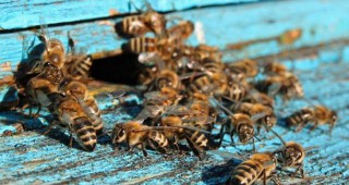 По-висок среден добив на мед през 2013 г. са отчели пчеларите от Търговищка област