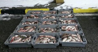Проверки за нерегламентирана продажба на риба в град Лом