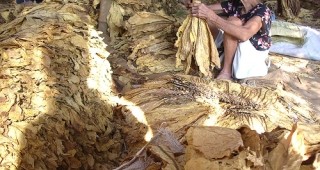 67 килограма от декар е средният добив на ориенталски тютюн в Кюстендилско