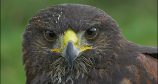 Стартира проект за опазването на ключовите местообитания на кресливия орел в България