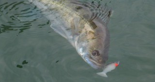 Риболовът на щука се забранява от 15 февруари, а от 15 март - на бяла риба