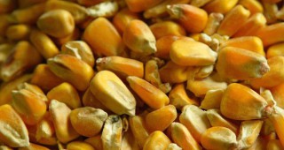 Забраната за отглеждане на ГМО царевица в България остава