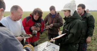 Отчетоха пореден успех в маркирането и проучването на червеногушите гъски