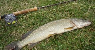 Забранява се риболовът на щука, а от 15 март на бяла риба