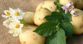 Сортът Гранола е избран за картоф на годината за 2014-та