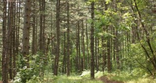 В новия програмен период на ПРСР ще се субсидират екологични дейности в горите