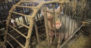 ЕС ще сезира СТО заради руската забрана за внос на свинско месо