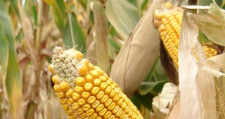 Очаква се до 2018 г. площите с царевица да нараснат с 5%