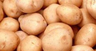 Тонове родопски картофи залежават в Смолянско