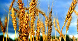 Eксперти очакват отчетлив спад в цената на пшеницата