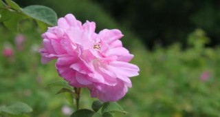 Предприемач планира да отглежда български рози във Виетнам