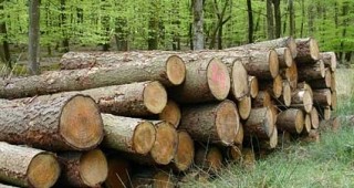 Задълбочава се кризата в дърводобивната и дървопреработвателна промишленост