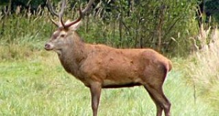 9 процента от територията на страната ще бъде отдадена на концесия по Закона за лова