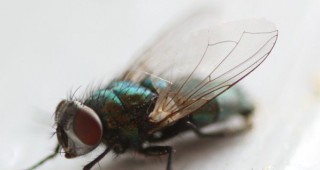 Учени са открили начин да управляват мозъка на муха с помощта на лазер