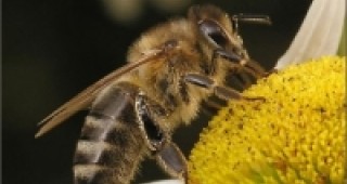 Болните пчели губят 