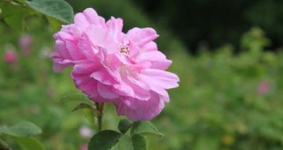 България изнася розово и лавандулово масло за лекарства в чужбина