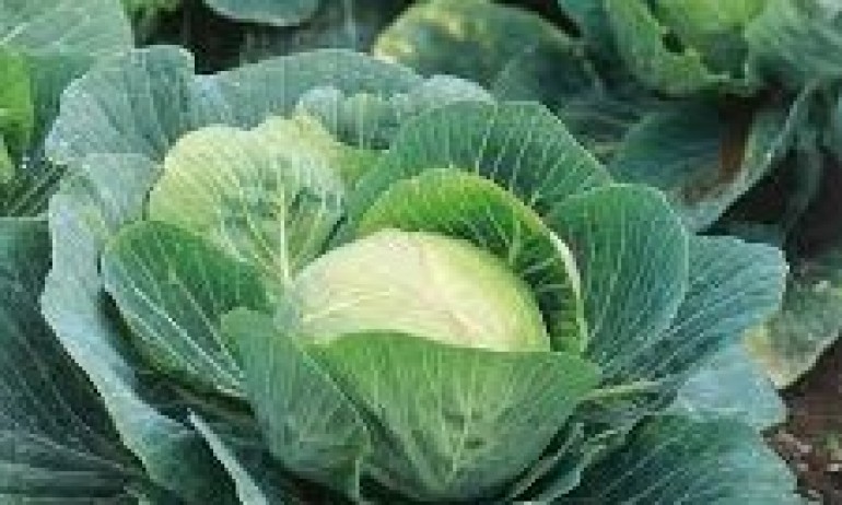 Главесто зеле