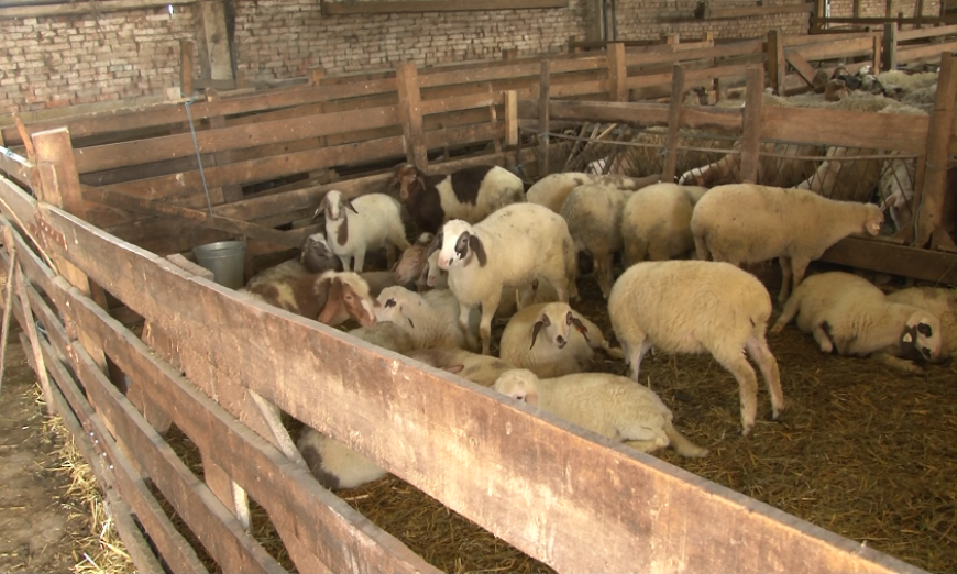 #80469: свободното отглеждане на кокошки