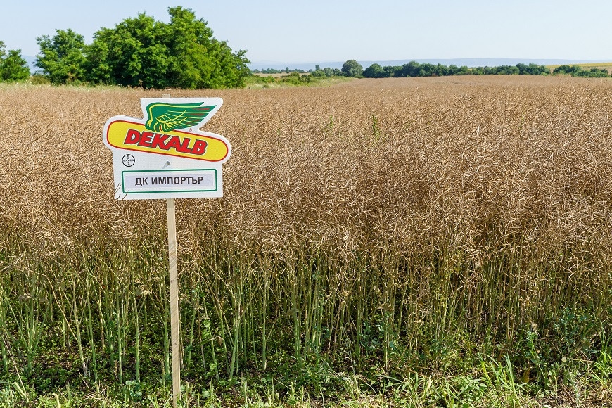 хибридиДекалб