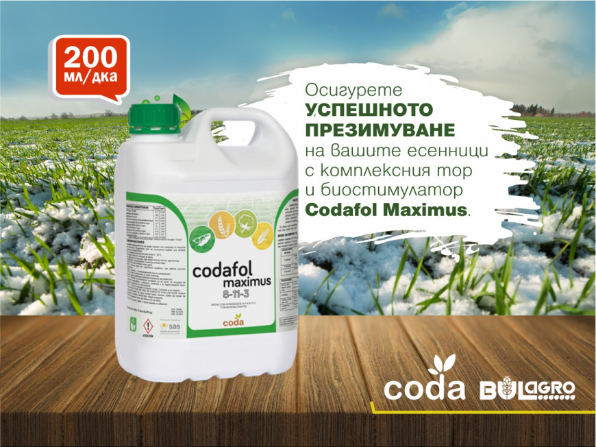 Кодафол Максимус