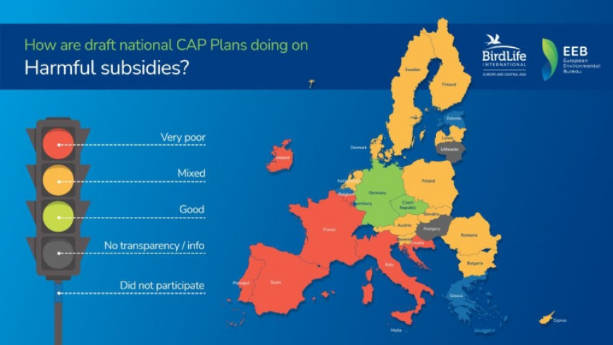 BirdLife Европа