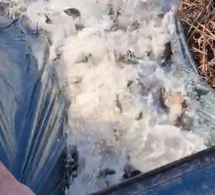 Зарибяване калимок